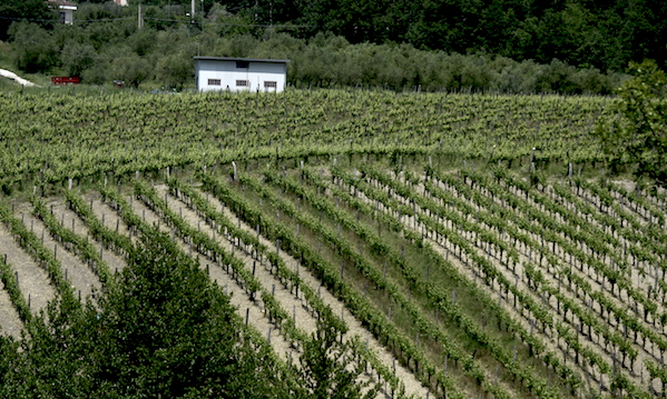 Gal Partenio, economia circolare nel settore vitivinicolo