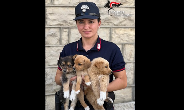 Bisaccia, carabinieri salvano tre cuccioli di cane