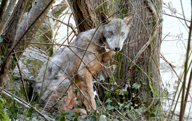 Un lupo ferito salvato a Lioni
