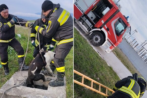 Cade in un pozzetto sul Formicoso, cane salvato dai vigili del fuoco