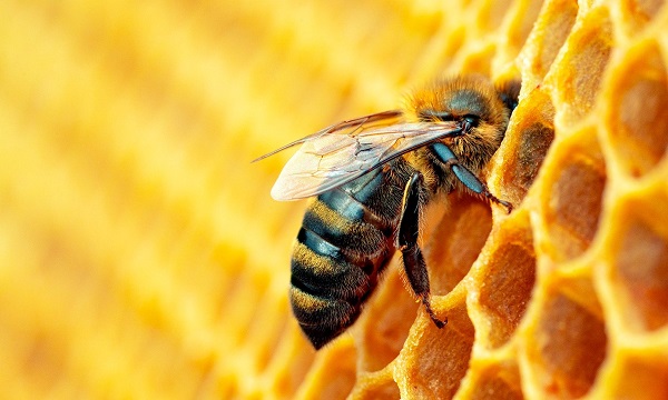 Giornata delle api, ad Avellino si installa un Bee Hotel