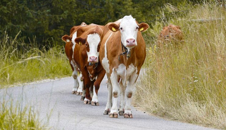 Animali vaganti