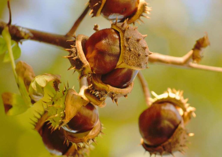 Castagne