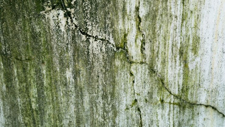 La debella a vita: ecco qual è