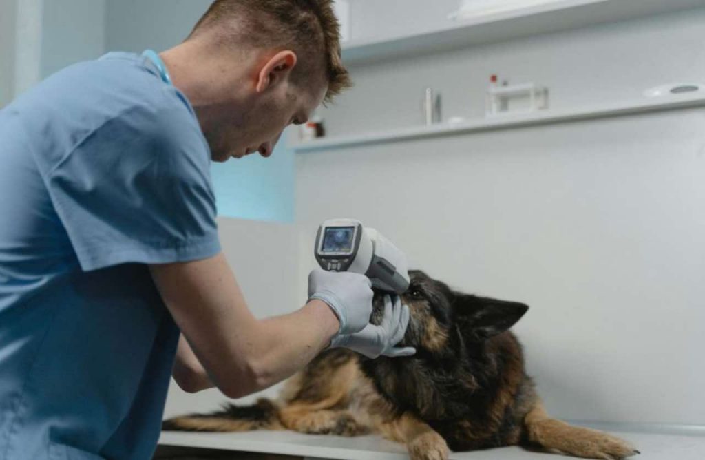 Non far avvicinare mai il tuo cane a questo animale: gli dà il “bacio della morte” | Tempo 2h e smette di respirare