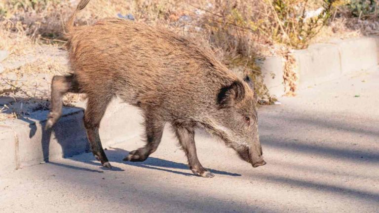 Cinghiale in strada (Canva) IrpiniaPost.it