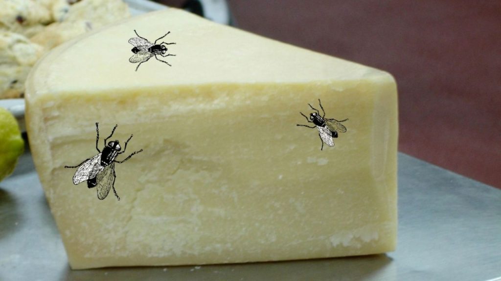 Formaggio con le larve