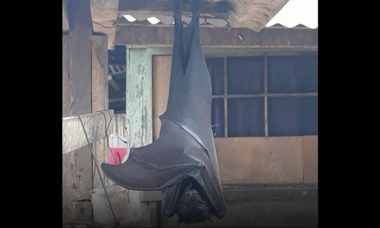 Avvistato il pipistrello più grande del mondo: ecco dove