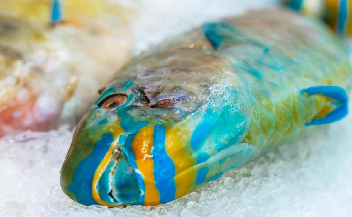 Surgelati: qui casca la casalinga inesperta | l’errore comune quando li porti a casa è anche quello più grave